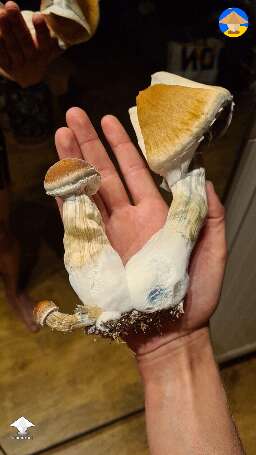 Psilocybe Cubensis Brazil #3