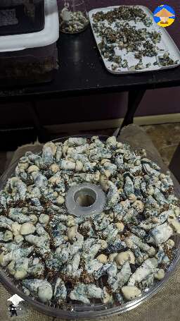 My Jack Frosts look different. First time filling up a whole rack on my dehydrator
