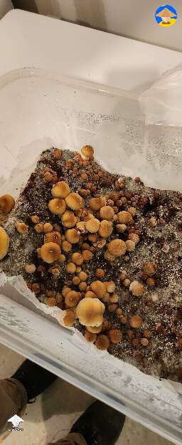 P. Cubensis Golden Teachers