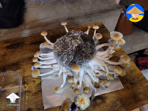 Magic mushrooms fruiting and harvest