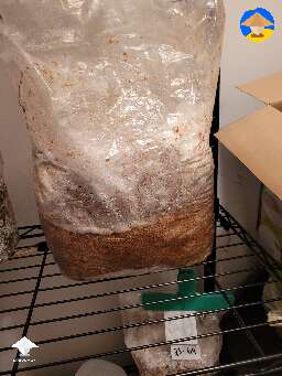 How I fruit oyster mushrooms out of unicorn bags - details in description