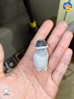 APE fungus cutie