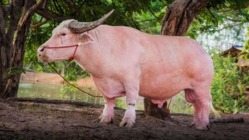 Pink buffalo thailand