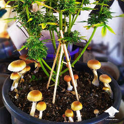 Cubensis mushrooms grow in plant pot