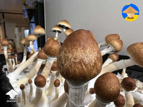 Juke’s Peak magic mushrooms