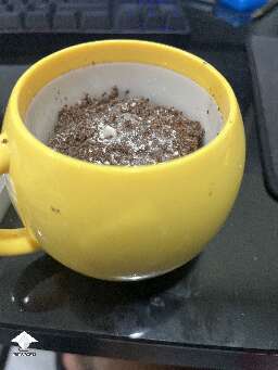 Transplant from the contaminated Golden Teacher box - mushroom growing in cup