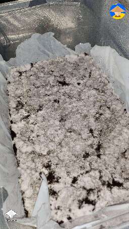 Mycelium run like a snow
