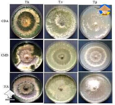 There are 254 different types of trichoderma mold
