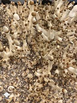 A lot of shroom caps are getting dark