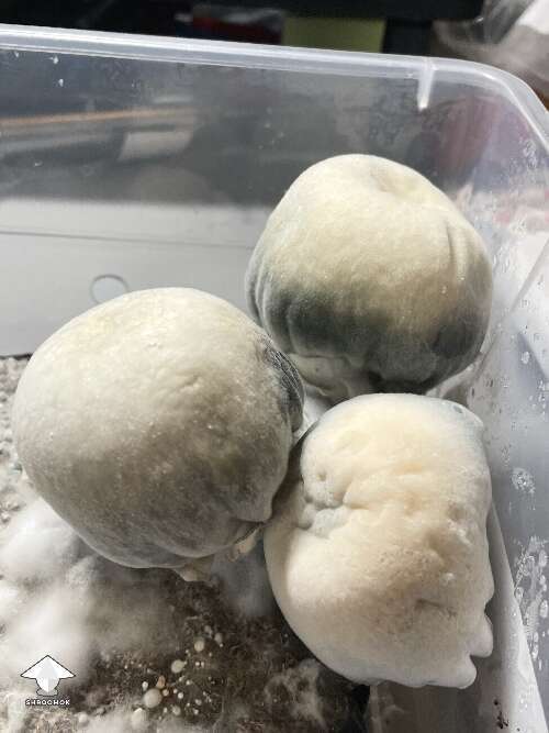 Some DC Shakti mushrooms I pulled today - by 🧞GT🍄GARGAMEL