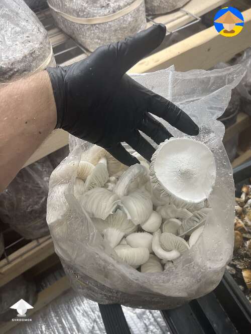 Mushroom fruiting right in a bag