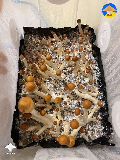 Cubensis Z strain getting close to harvest