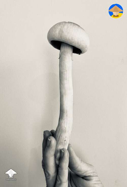 A big Cambodian mushroom