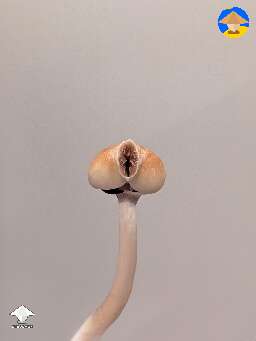 Intimate shroom