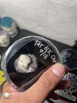 TAT black cap on agar