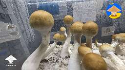 Tidal Wave 6th flush produced by my unstoppable cake