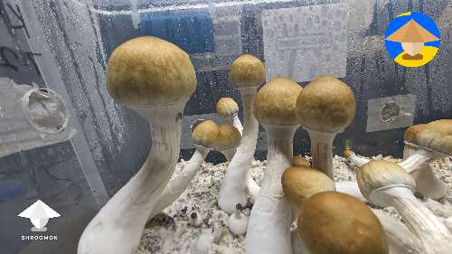 Tidal Wave 6th flush produced by my unstoppable cake