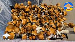 Beautiful flush of Penis Envy