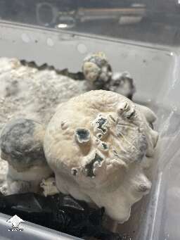 Some DC Shakti mushrooms I pulled today - by 🧞GT🍄GARGAMEL