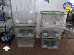 Inoculated 5 different types of oyster in these buckets #2