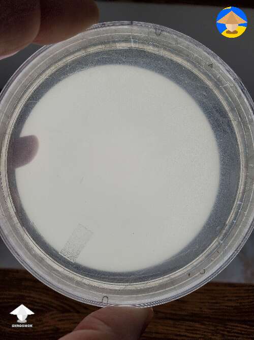 First try at agar. Now I know my SAB worked #3