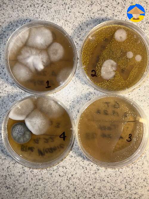 is anyone able to identify what type of contamination on my agar plates
