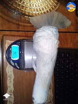 Penis Envy giant - 147 grams