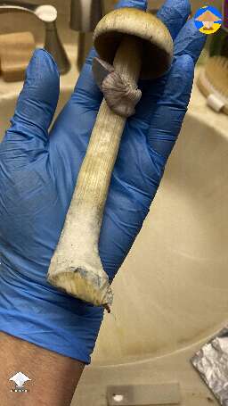 Hawaiian Cubensis magic mushroom