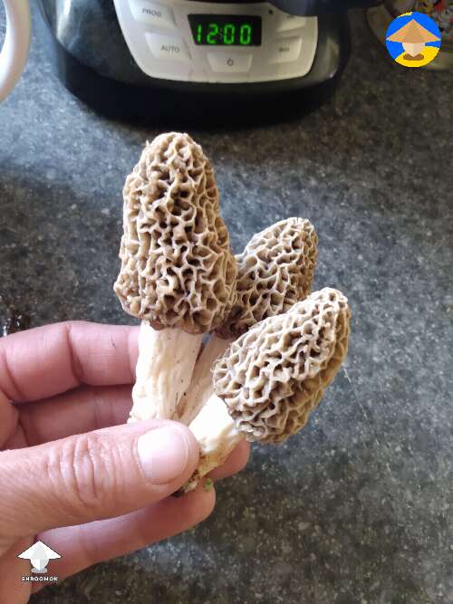 Morel mushrooms this spring