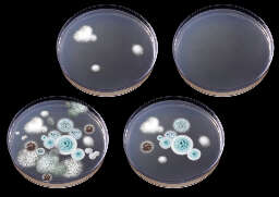DIY mold test air sampling