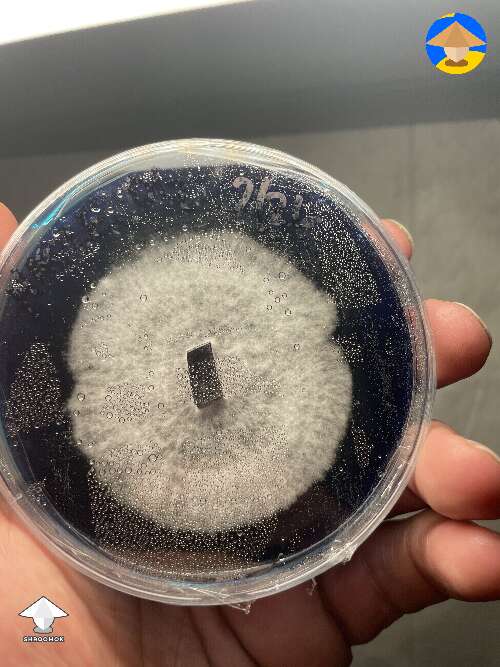 See the agar transfer sucked up the color? And the rings and the alternating types of mycelium growth