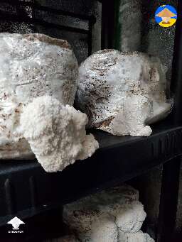 Third flush of Lions Mane fruiting