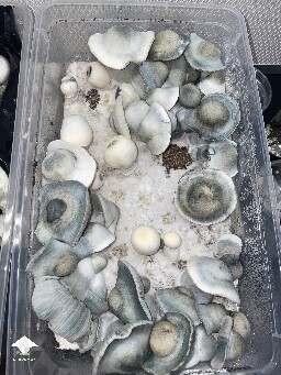 Jack Frost x SNAPE mushrooms #2