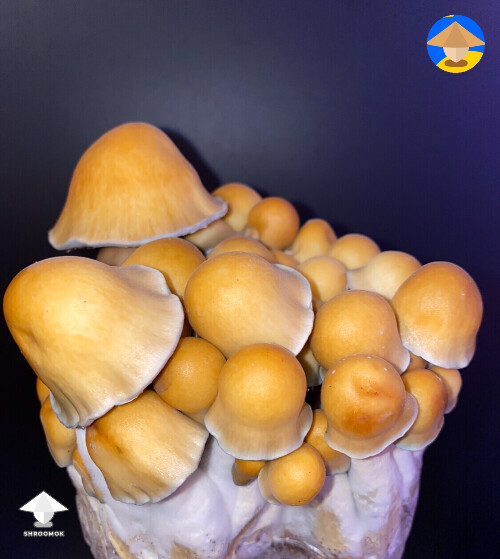 Amazing ODPE magic mushrooms