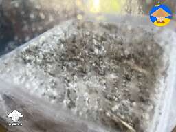 13 days now, but I don't see any mycelium growth and pins. When should I start seeing pins?