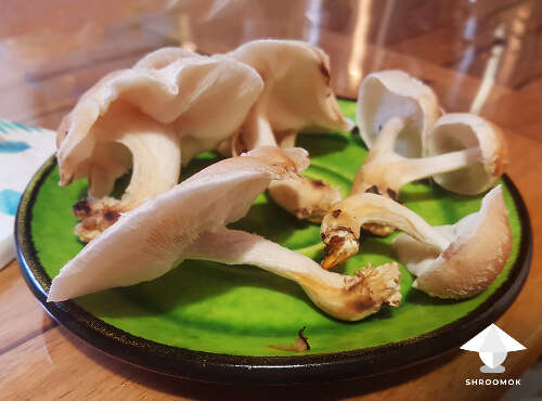 Shiitake final harvest