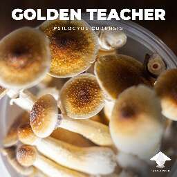 Cubensis golden teacher