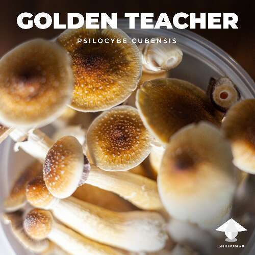 Cubensis golden teacher