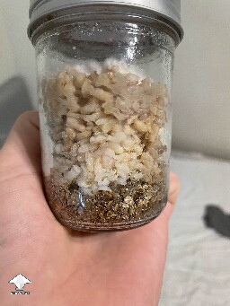 Battle Mycelium vs bacterial contam - BEFORE