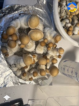 Timbit (PE) - It just wants to grow and they are absolute “face melters”