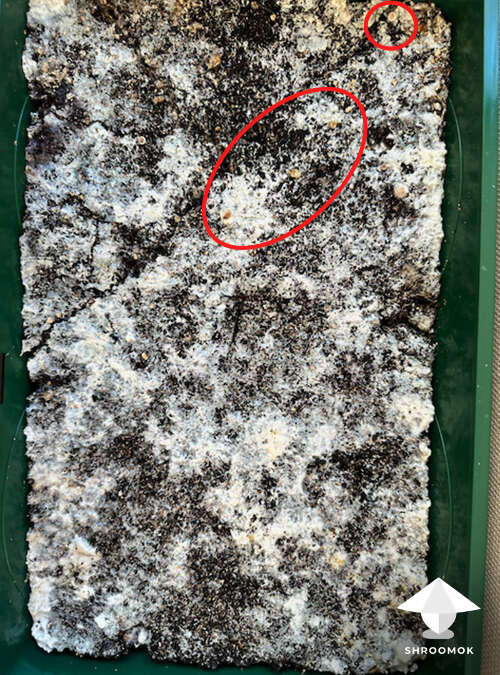 Natalensis mushroom cake #1, 2 days after soaking in water, day 16 of fruiting period