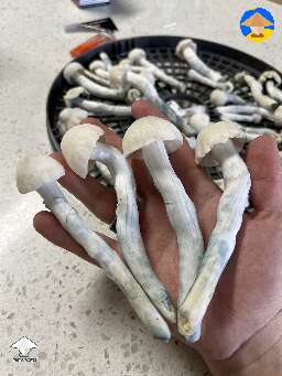 Nutcracker mushrooms harvest