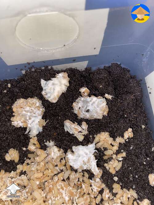 Crumbled grain spawn for spawn to bulk - its blue, not green - contamination or mycelium bruising