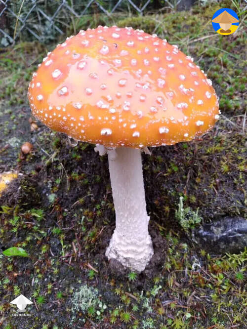 Found this Amanita mushroom while working