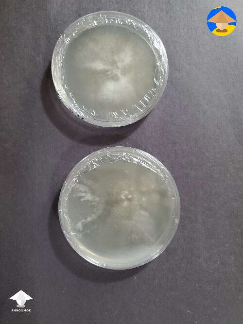 Albino Cambodian on agar. Top is from spore syringe. Bottom from LC originally made from same spore syringe