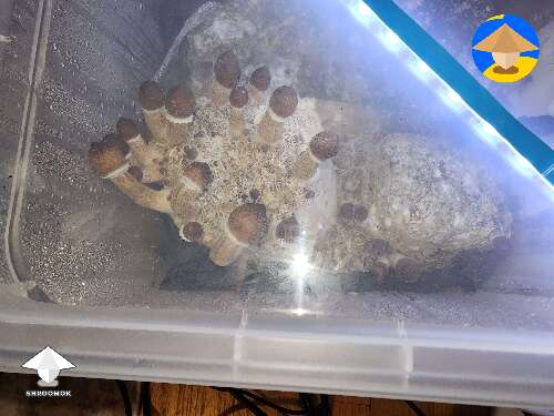 Cubensis Z strain mushrooms fast growing