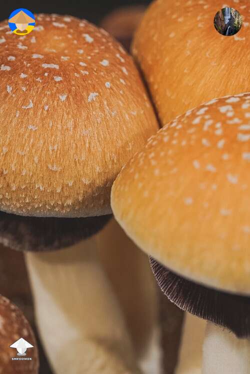 Beautiful Magic Mushrooms
