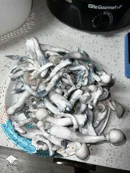 300 grams of Albino Trinity