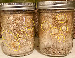 Signs of sclerotia growing