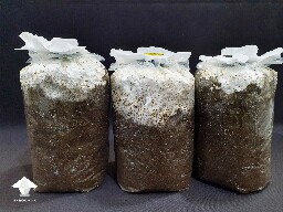 9 days after the Spawn to Bulk - Day-to-day Reishi growing diary